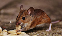 pest-proofing-and-structural-hardening Experts in Conway